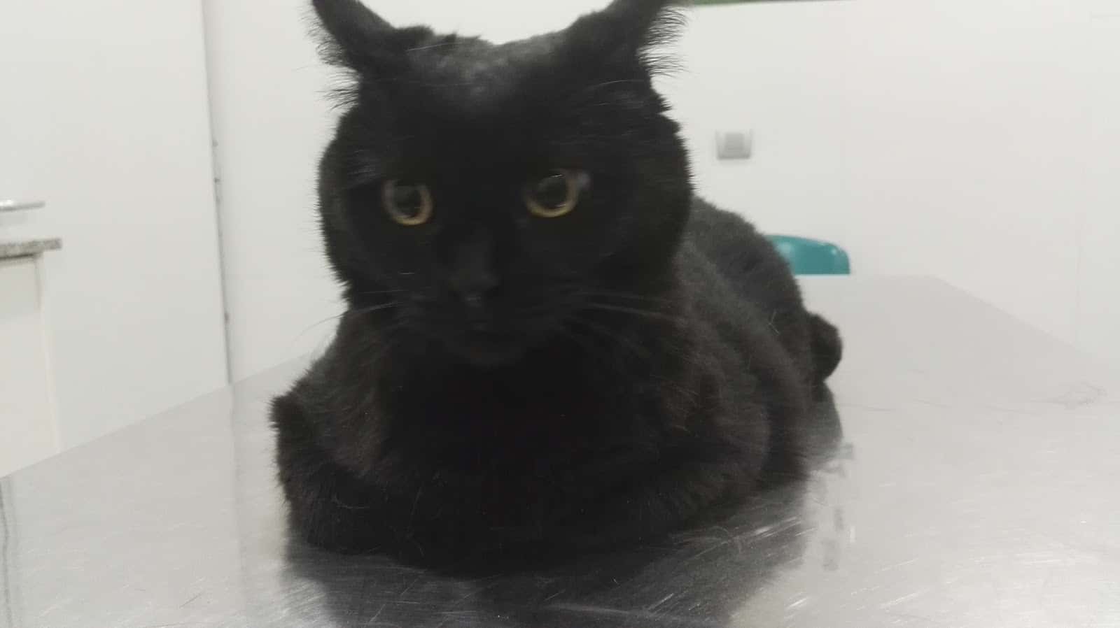 Clínica Veterinaria Vinarós