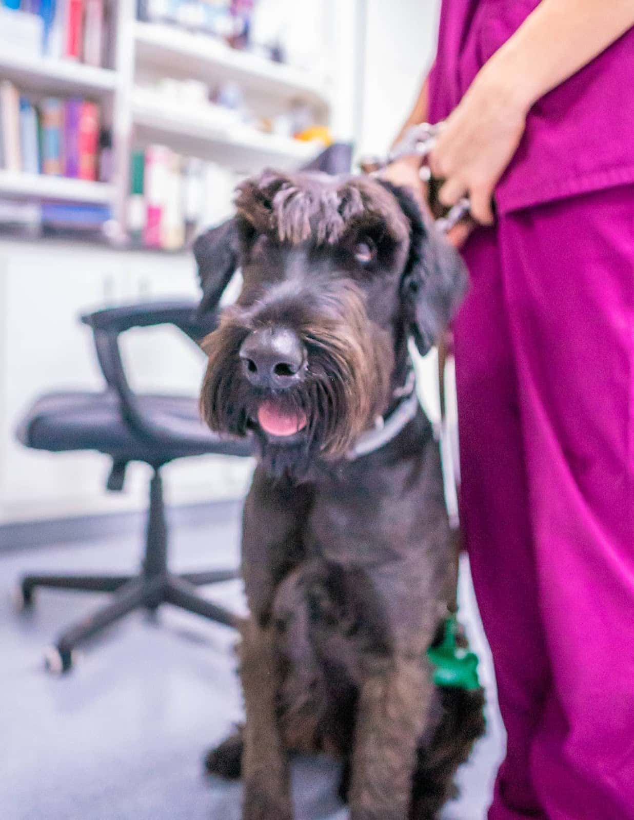 Clinica Veterinaria Sant Antoni en Benicarló