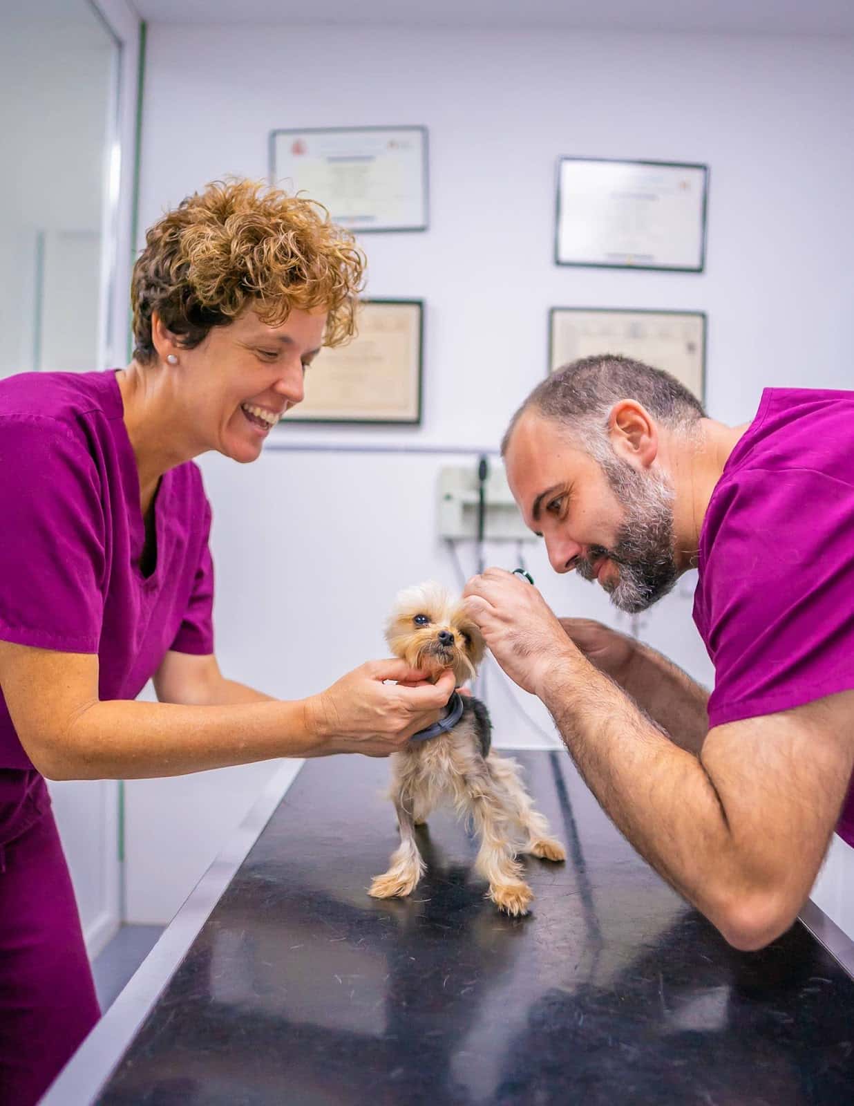 clinica veterinaria sant antoni en benicarlo veterinario clinica en benicarlo en castello principalImage ADOPTA Sitios Pet Friendly