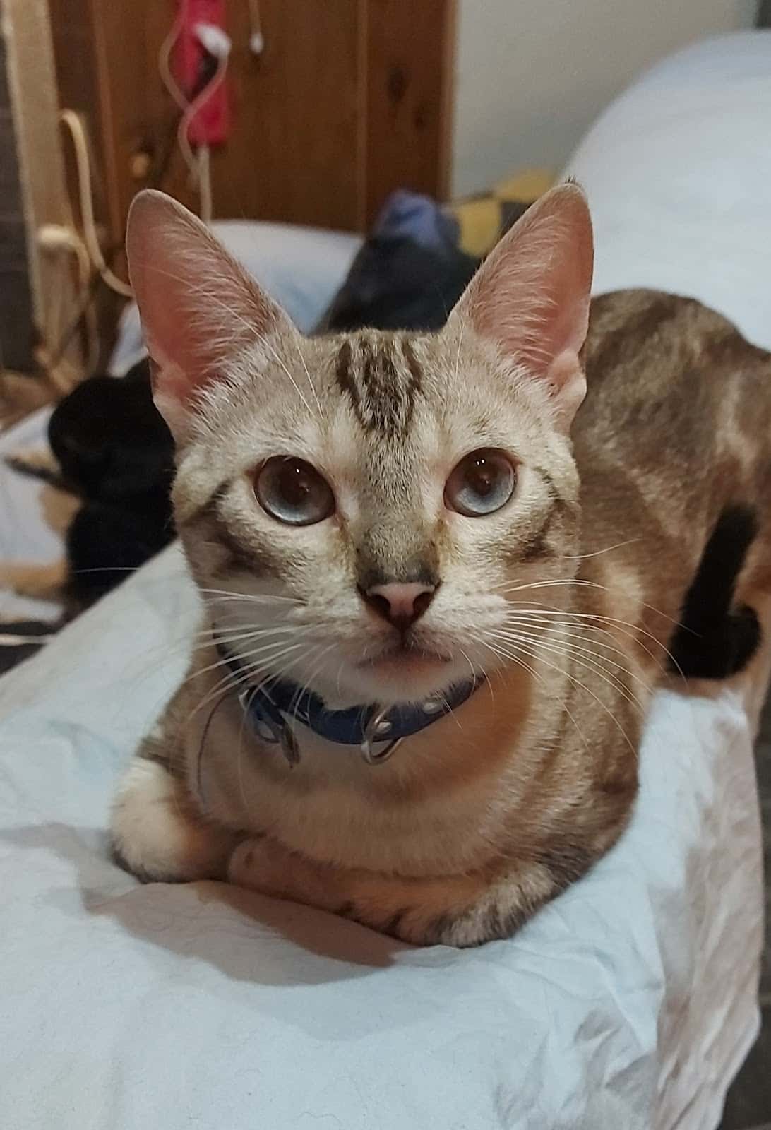 Clínica Veterinaria FAUNIVET