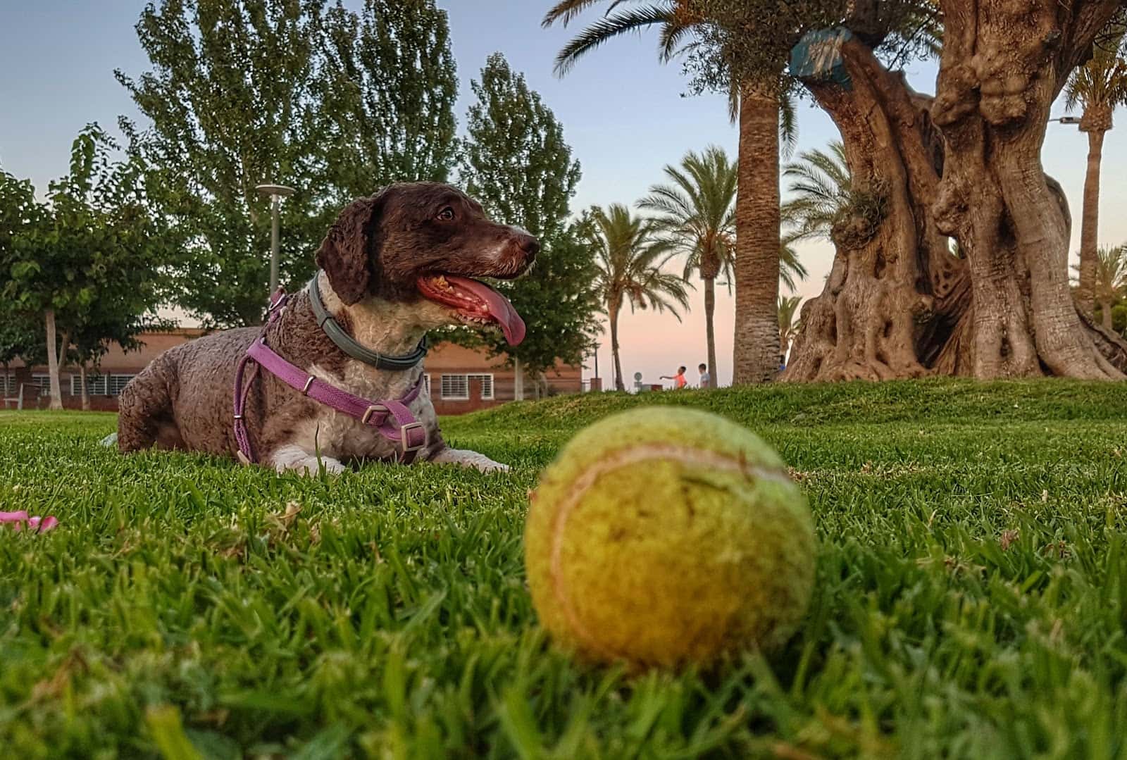 Clínica Veterinaria FAUNIVET