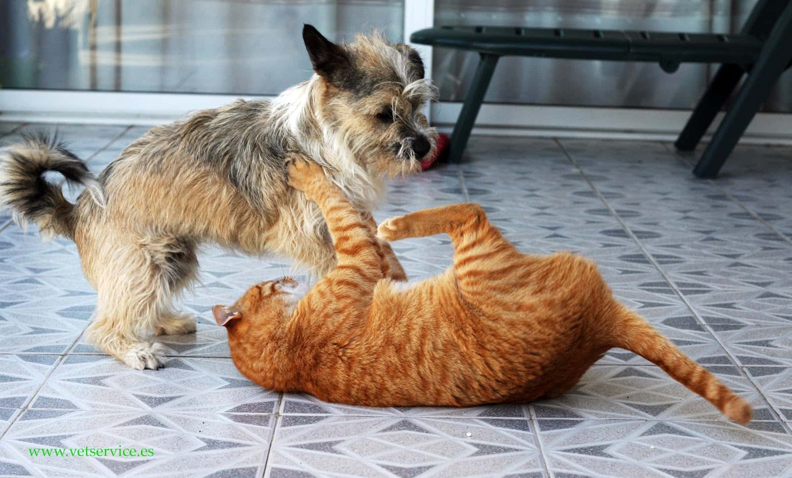Casal Veterinaria