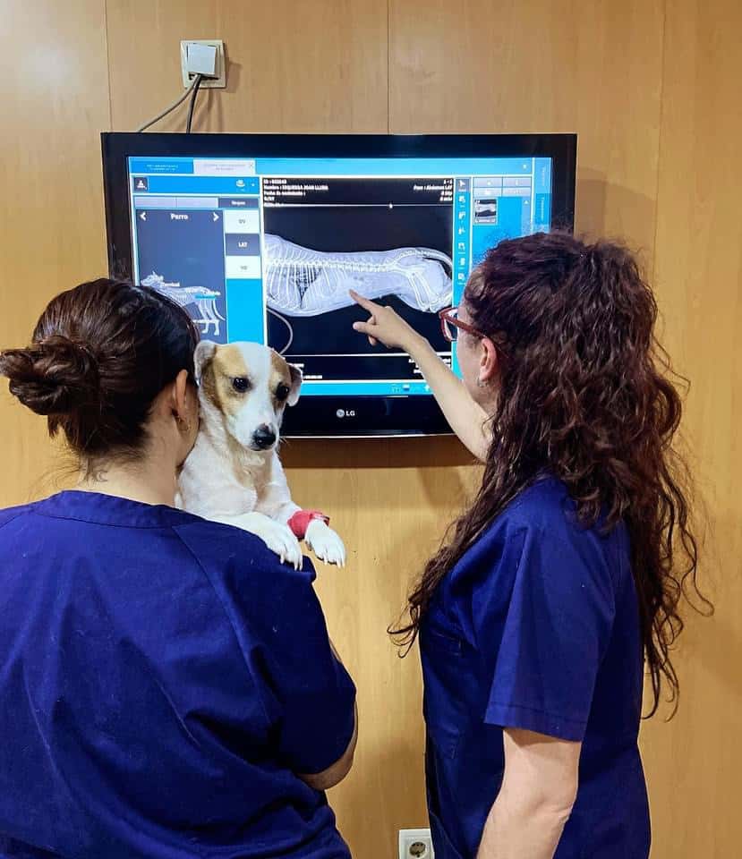 Hospital Veterinario San Francisco Vinaròs
