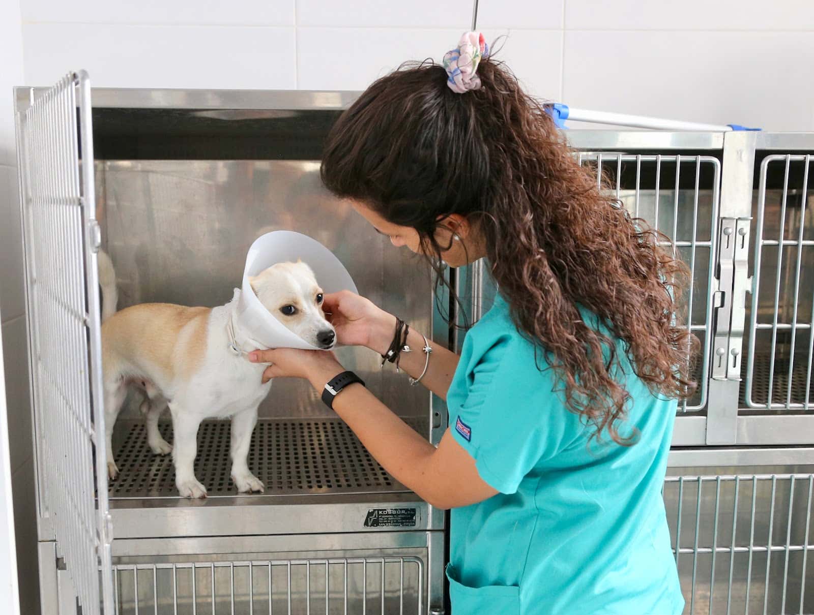 centro veterinario benicarlo veterinario centro en benicarlo en castello principalImage ADOPTA Sitios Pet Friendly