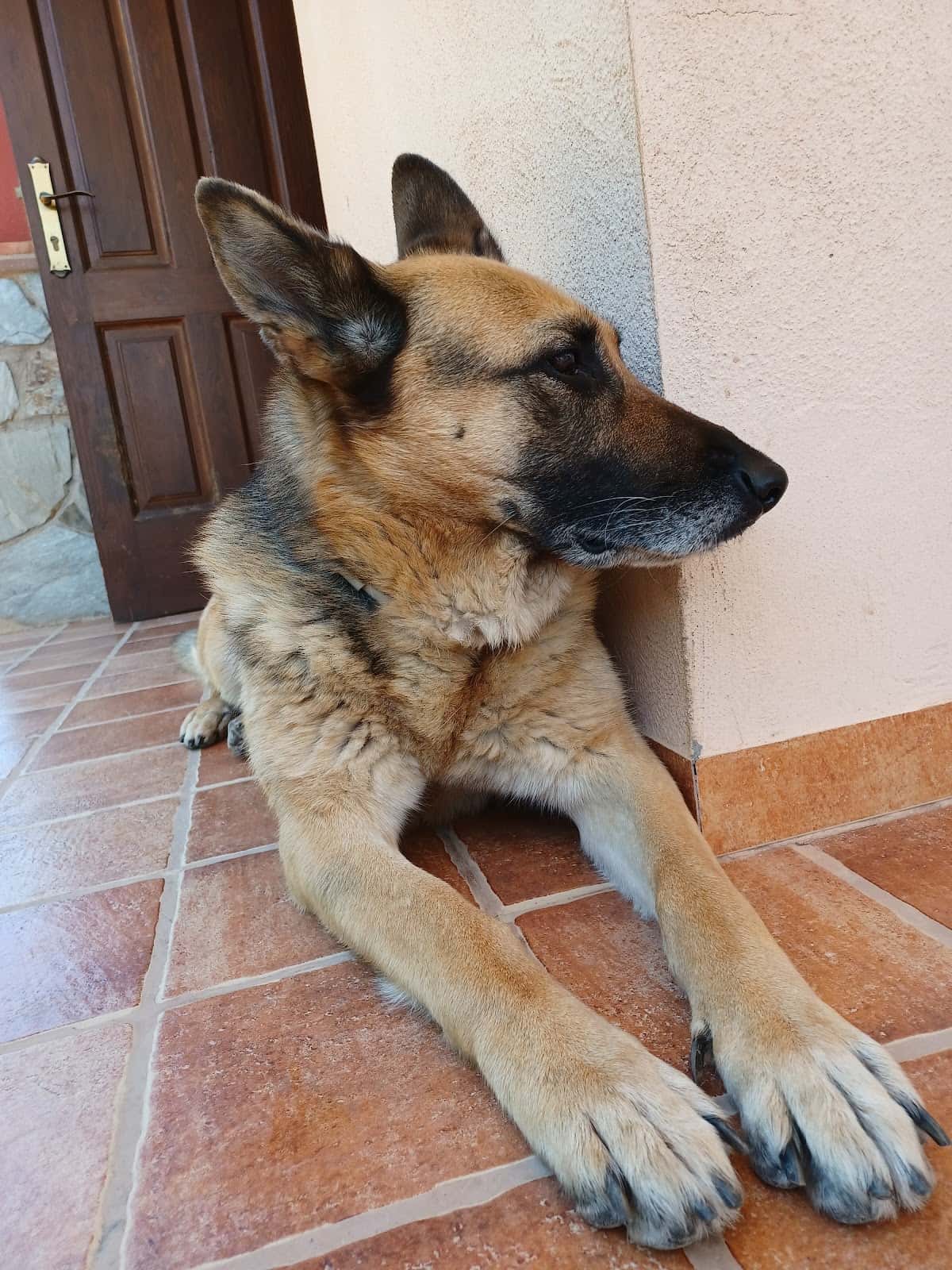 veterinaria albella veterinario centro en alcora en castellon principalImage ADOPTA Sitios Pet Friendly