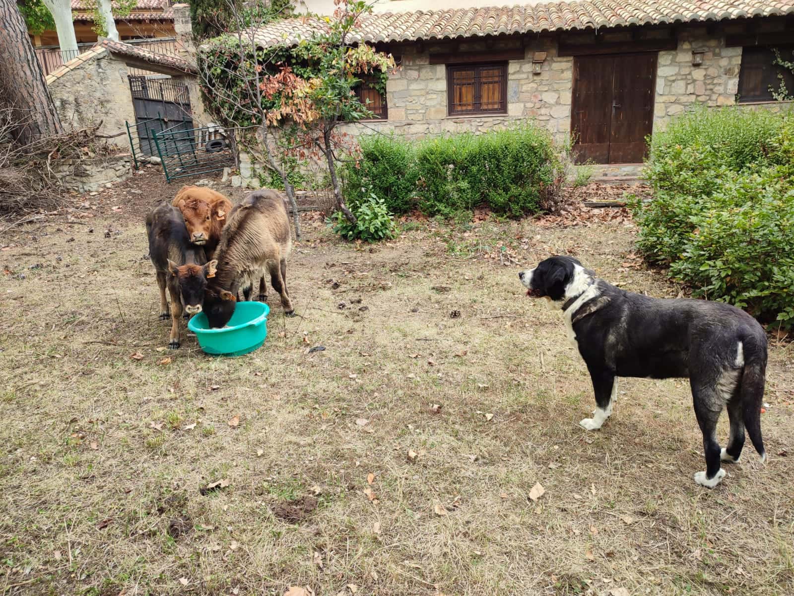 veterinario a domicilio  laura garcia cortes  veterinario a domicilio en fuentes de rubielos en teruel principalImage ADOPTA Sitios Pet Friendly