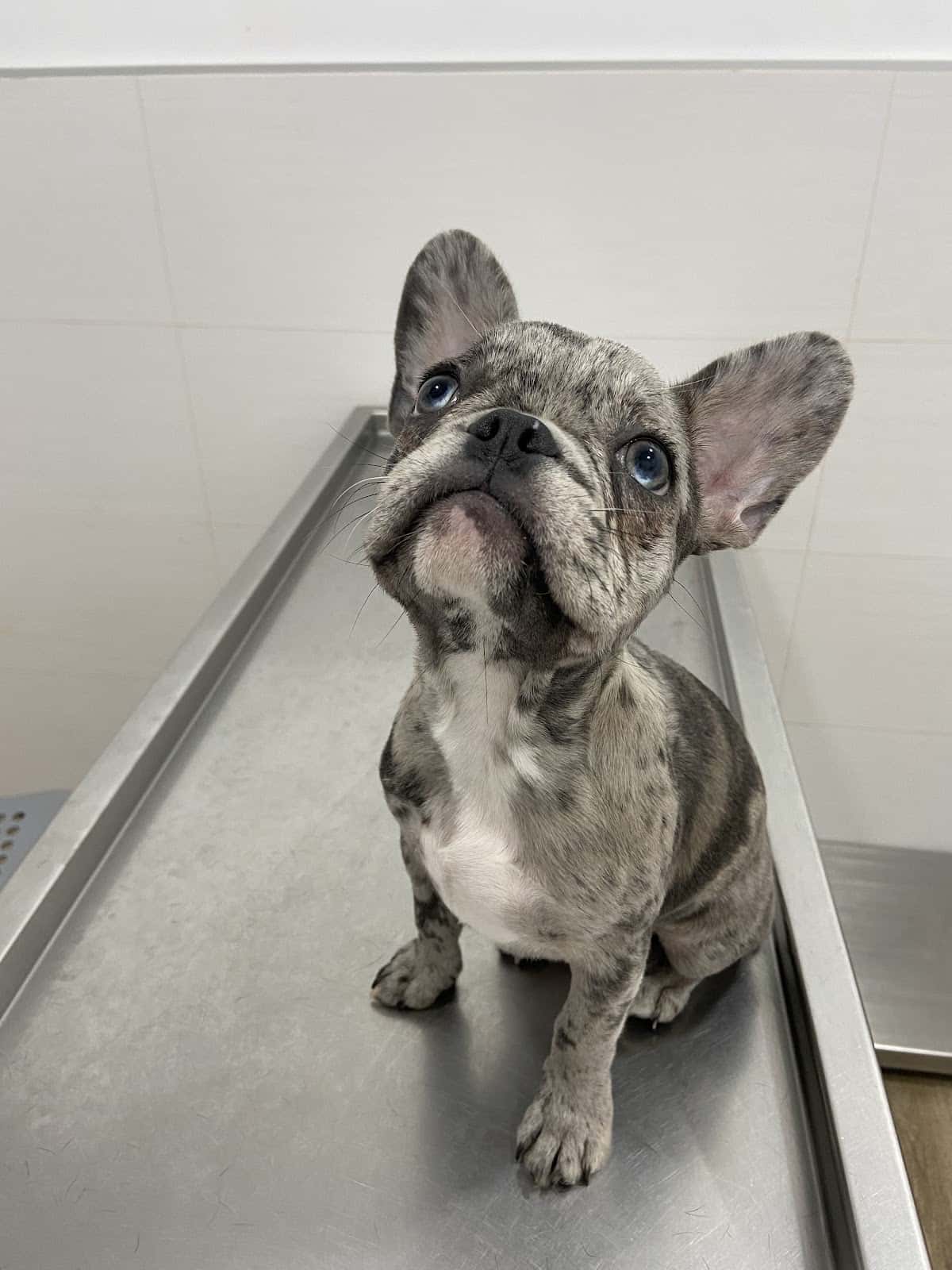 Clínica Veterinaria Castalia