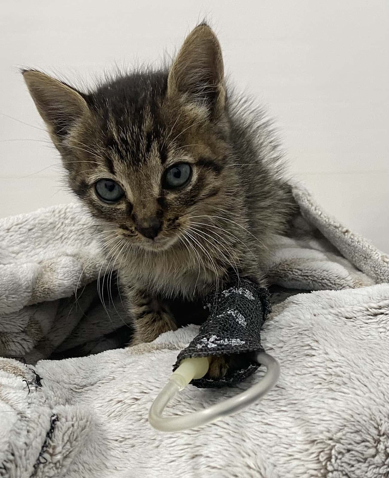 Clínica Veterinaria Castalia