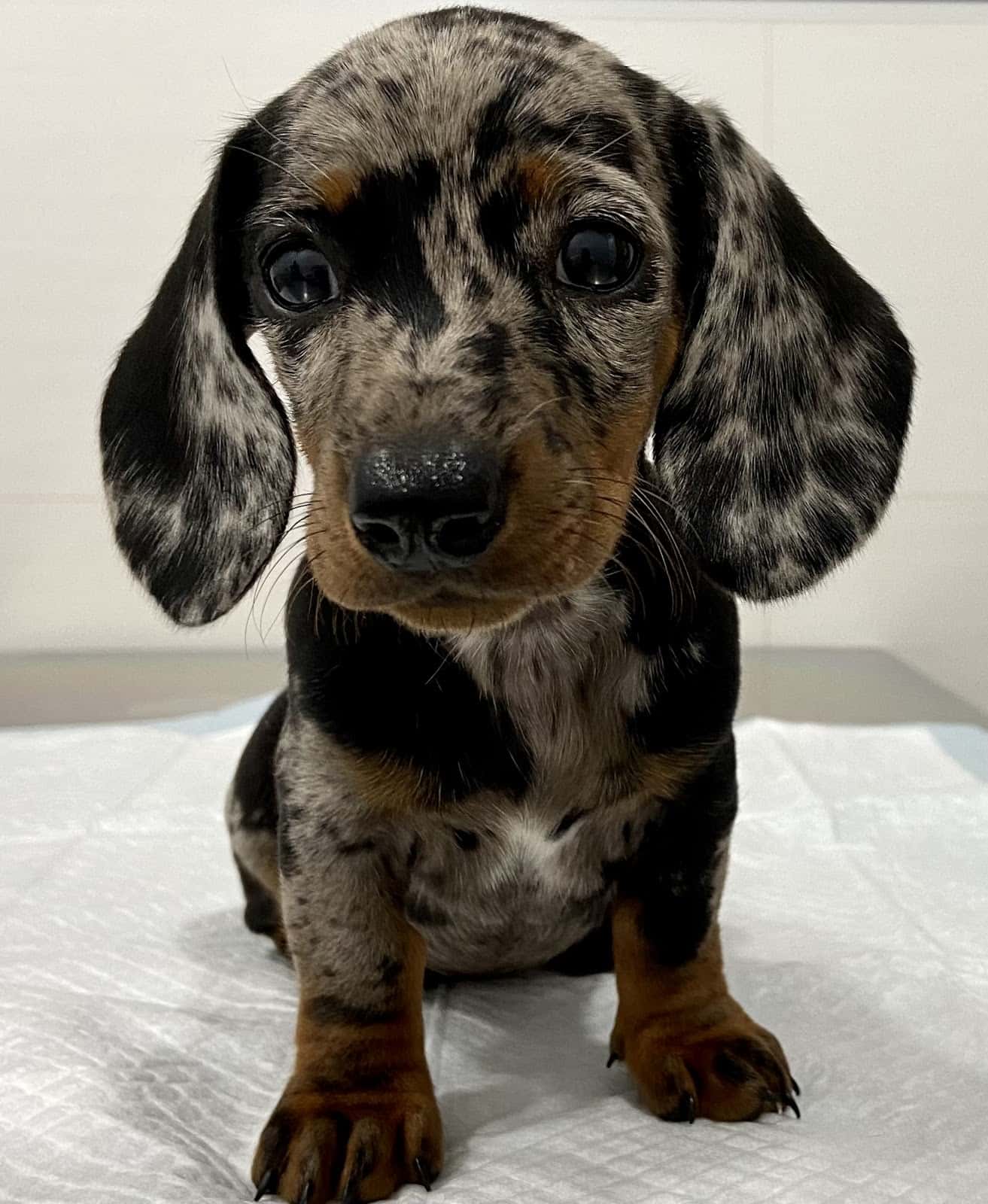 Clínica Veterinaria Castalia