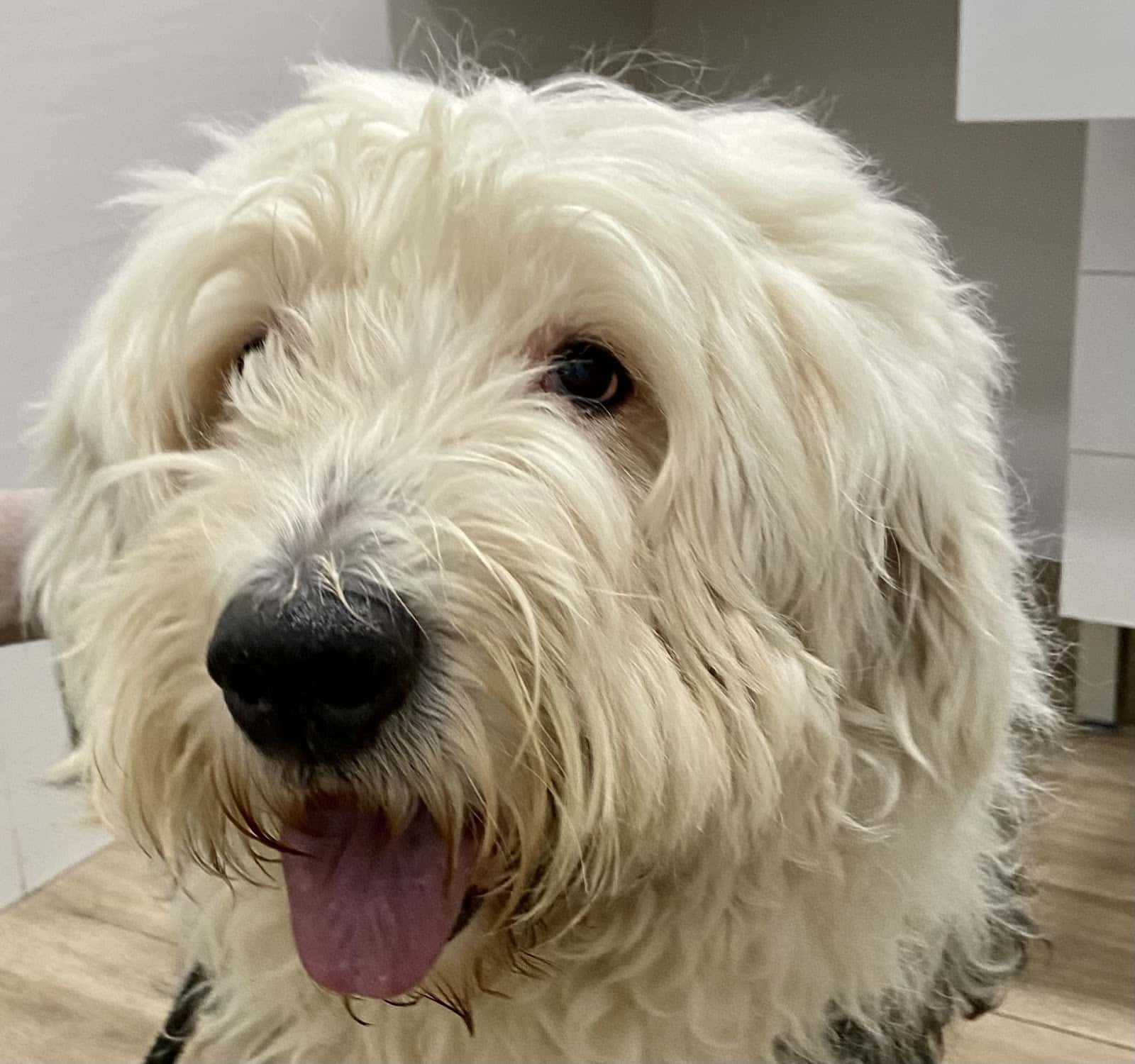 Clínica Veterinaria Castalia