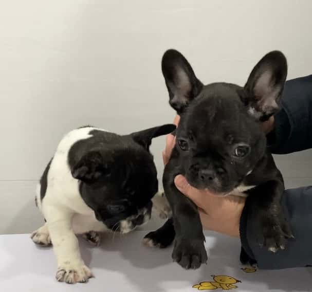 clinica veterinaria castalia veterinario clinica en castello de la plana en castello principalImage ADOPTA Sitios Pet Friendly