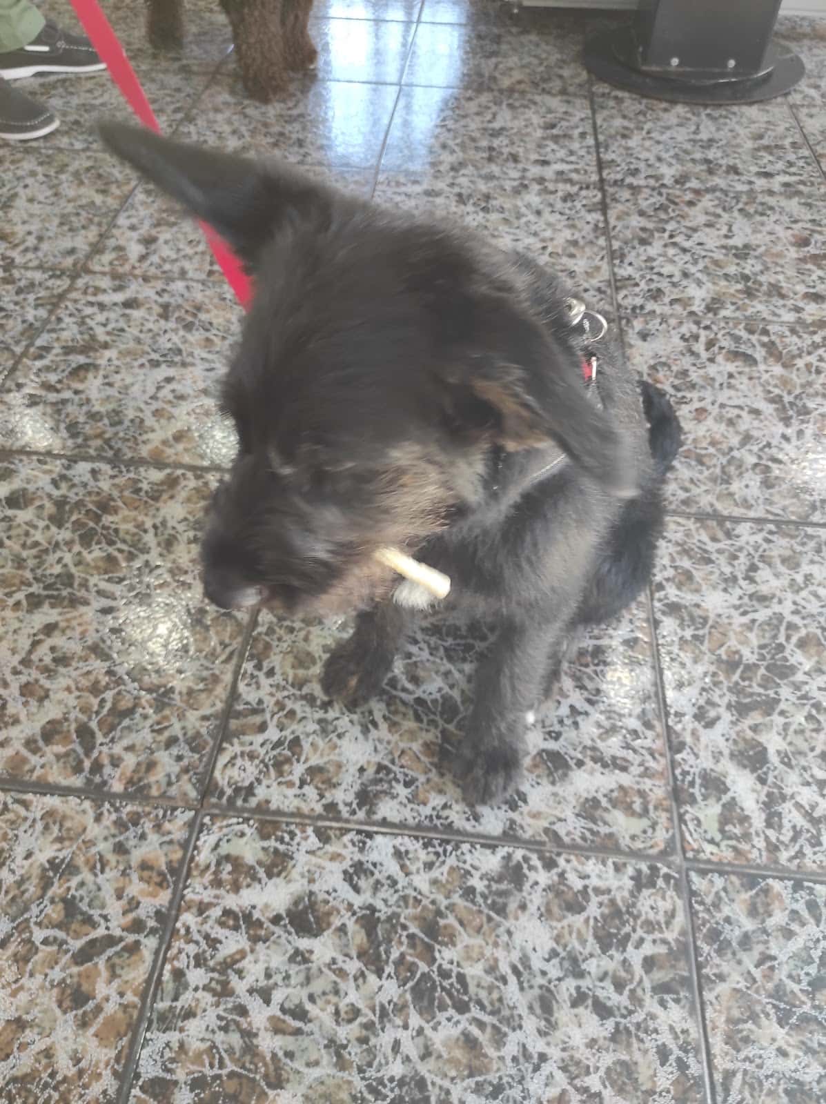 Clinica Veterinaria María Pardo