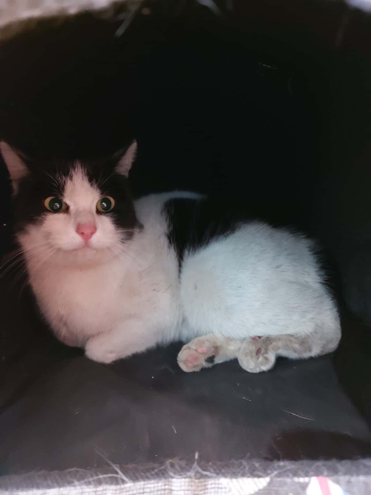 Consulta Veterinaria Bitxets