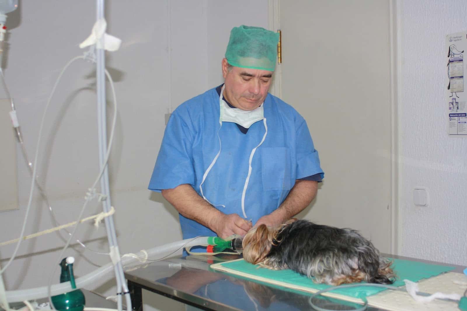 centro veterinario villafranca veterinario centro en villafranca de los caballeros en toledo principalImage ADOPTA Sitios Pet Friendly