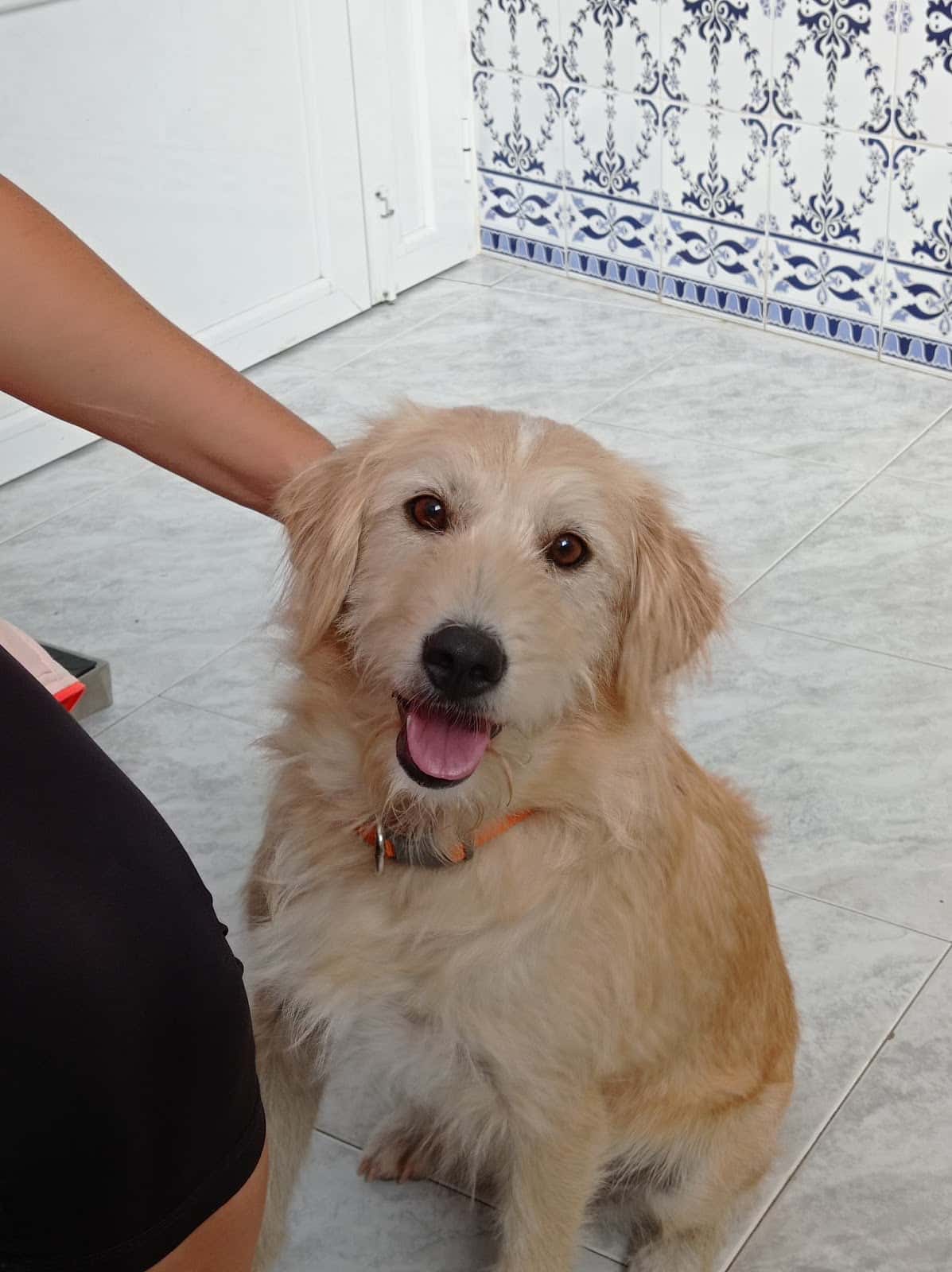 Vitalveterinaria