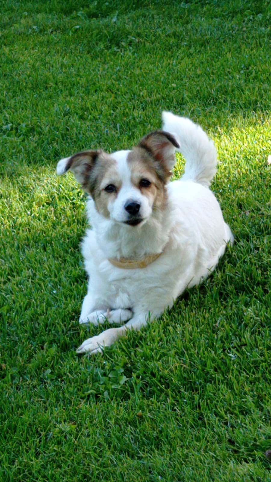 Vitalveterinaria