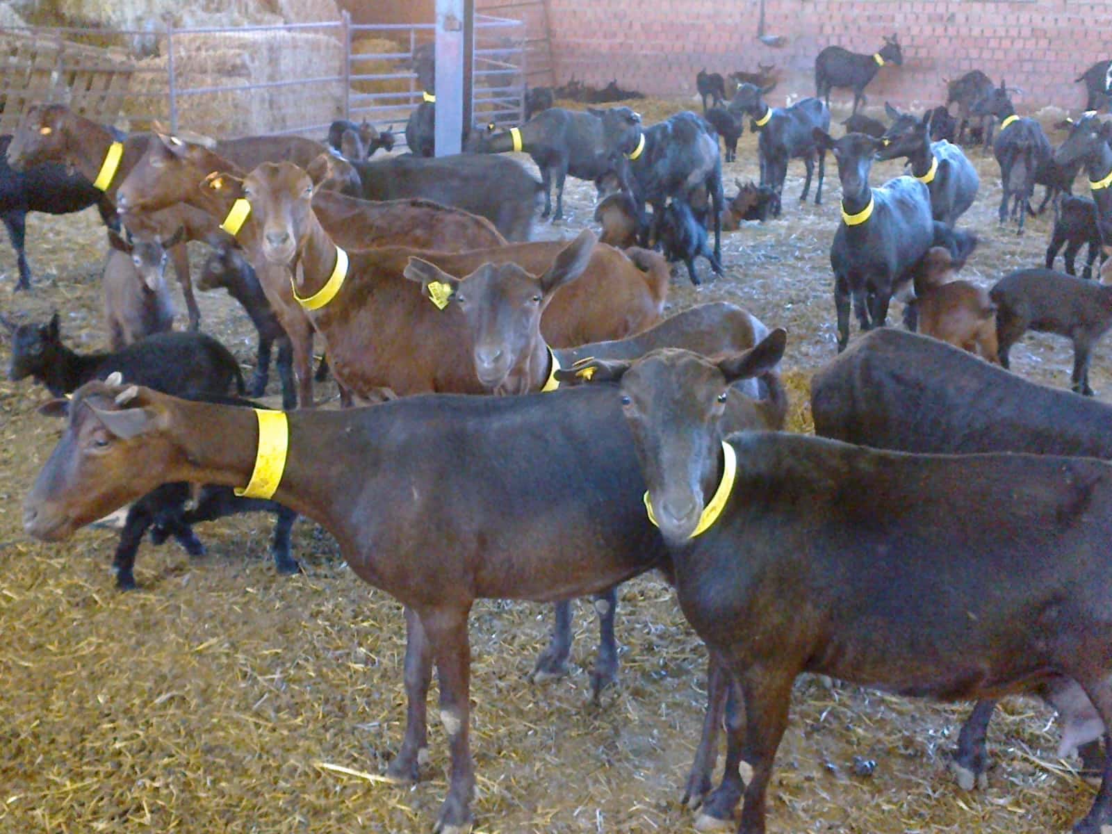 Consultorio Veterinario Maruxa Sánchez Trenado