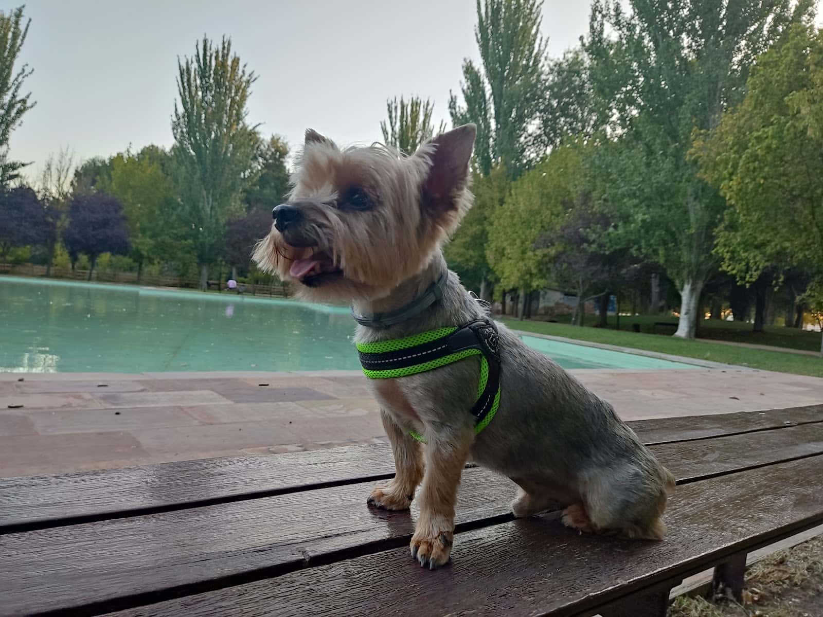 Centro Veterinario Elena Mendoza