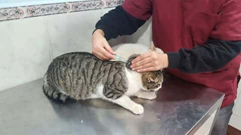 Clínica Veterinaria Almodovar
