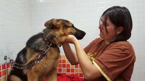 clinica veterinaria almodovar veterinario clinica en almodovar del campo en ciudad real principalImage ADOPTA Sitios Pet Friendly