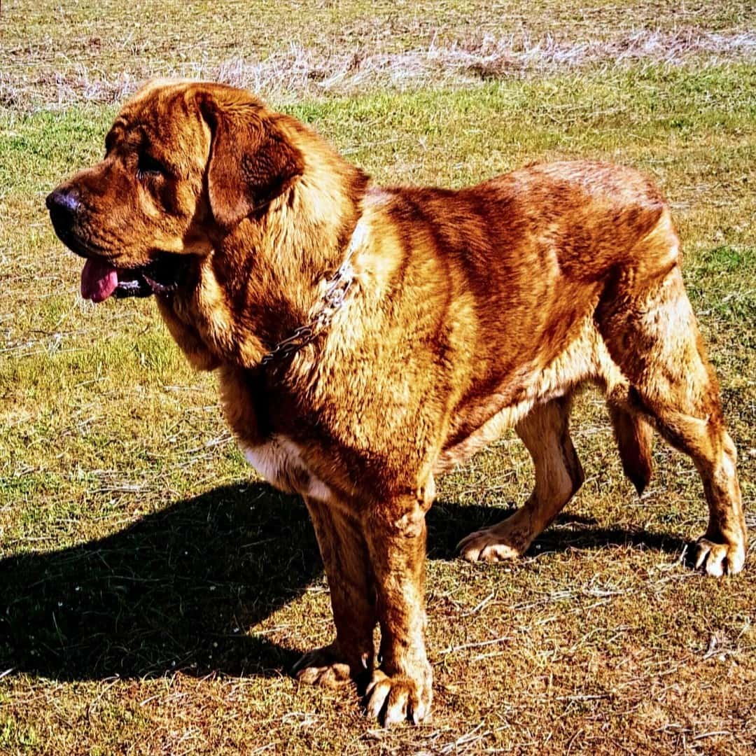 Clínica Veterinaria Alcudia