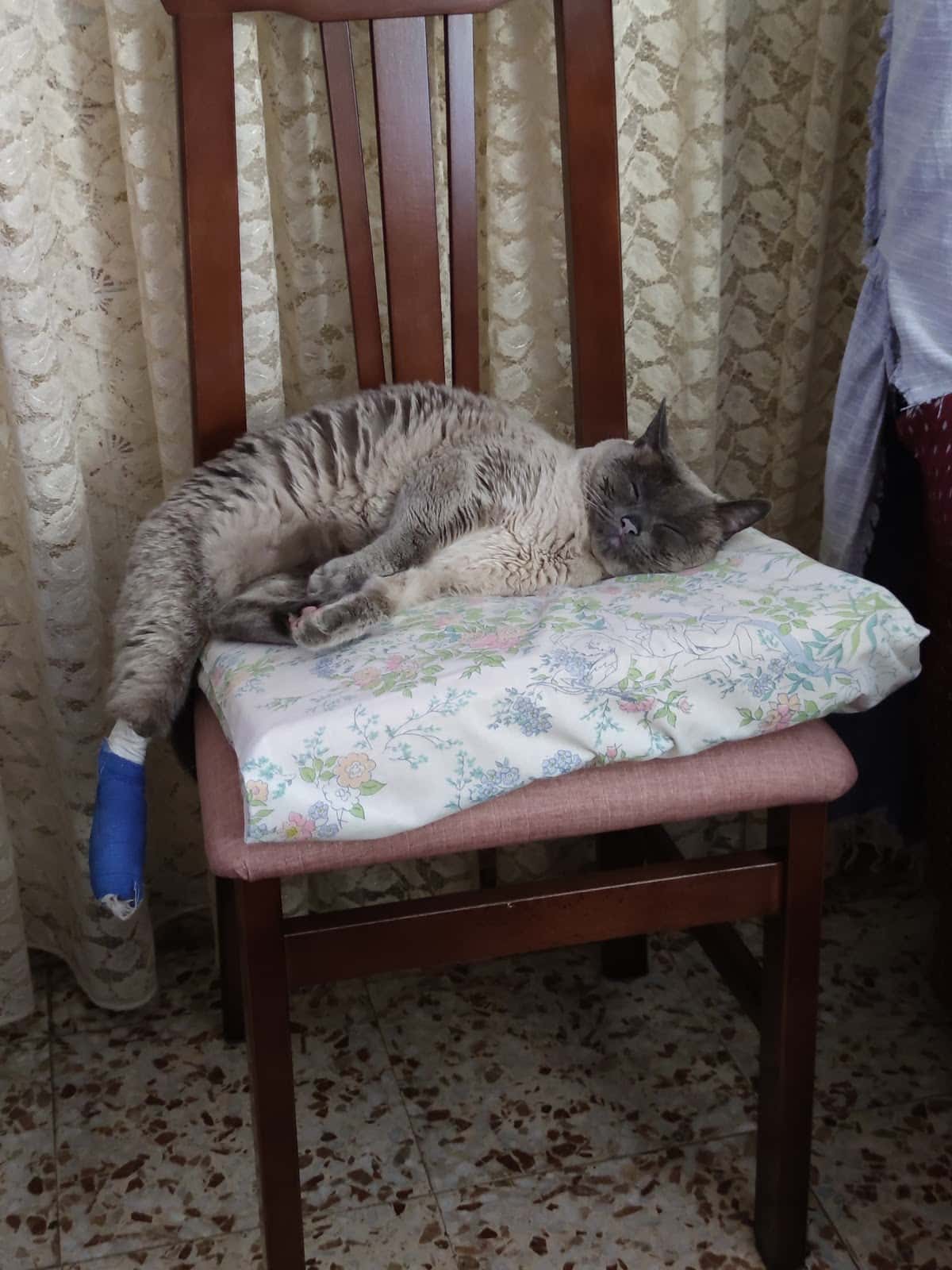 Clínica Veterinaria Alcudia