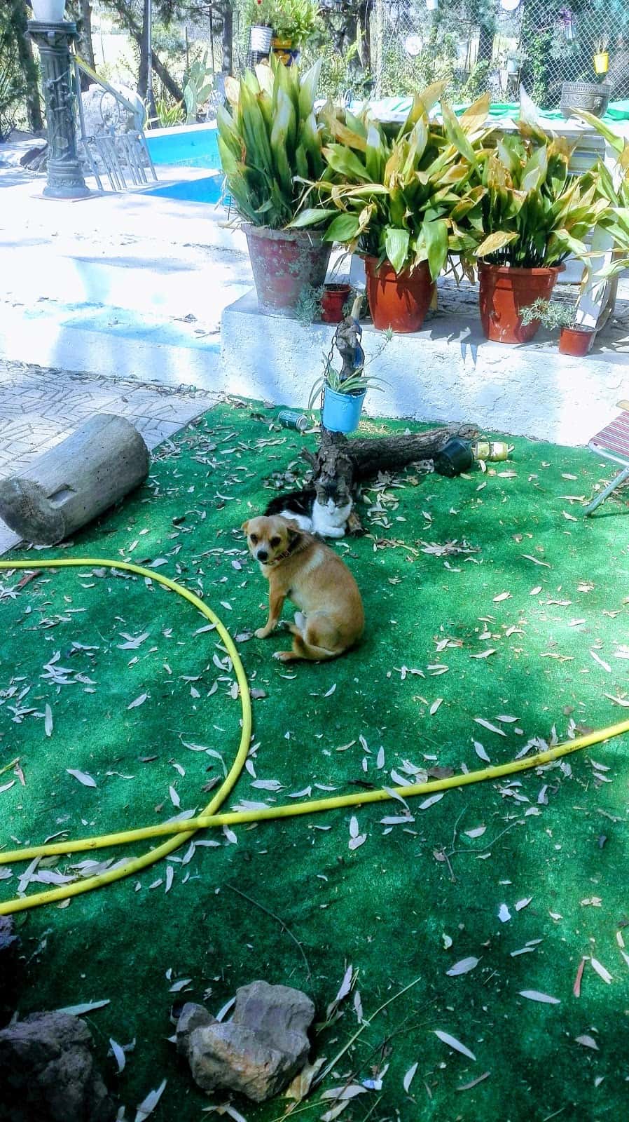 Clinica Veterinaria Moises