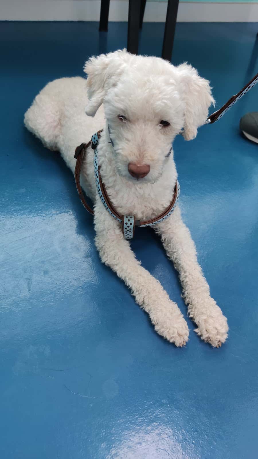 Centro Veterinario "Los Humedales"