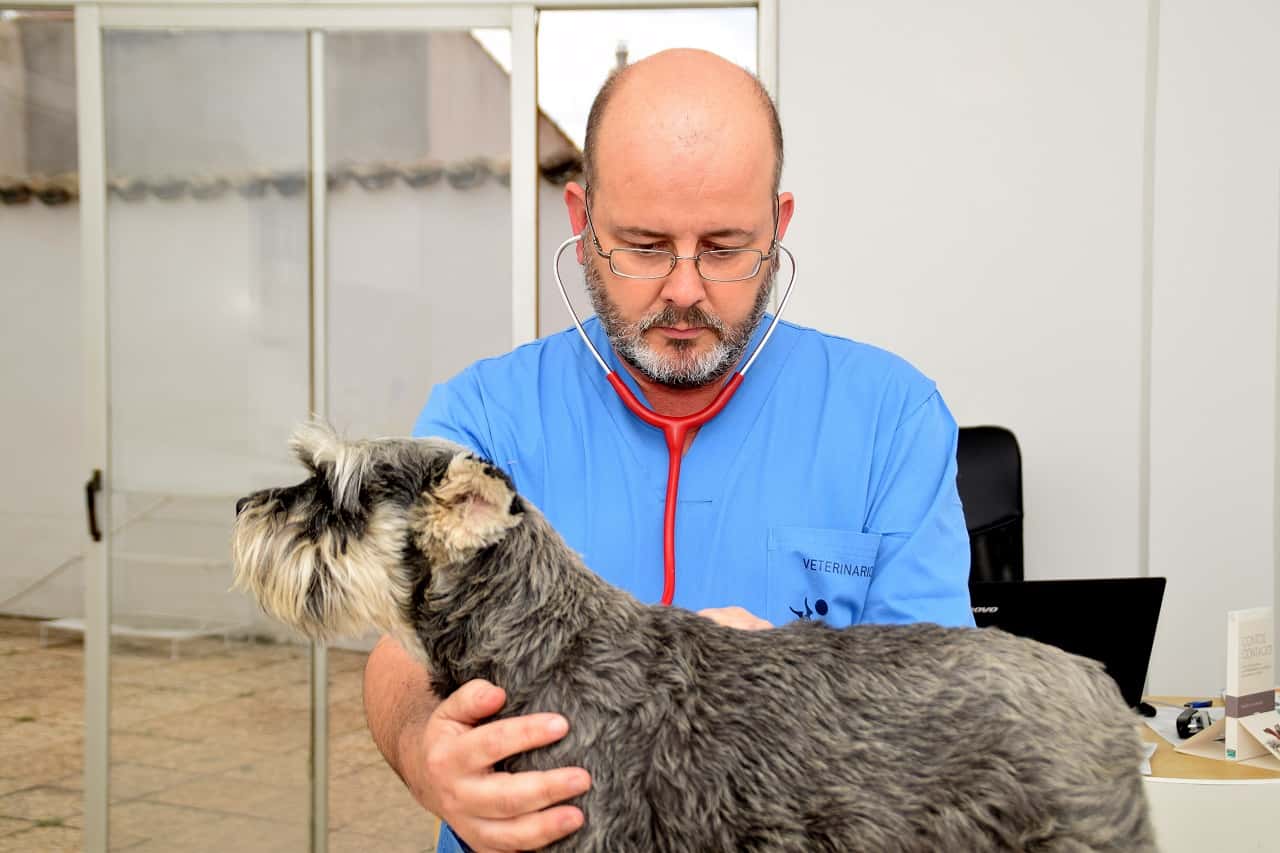 CLINICA VETERINARIA VILLALOBOS