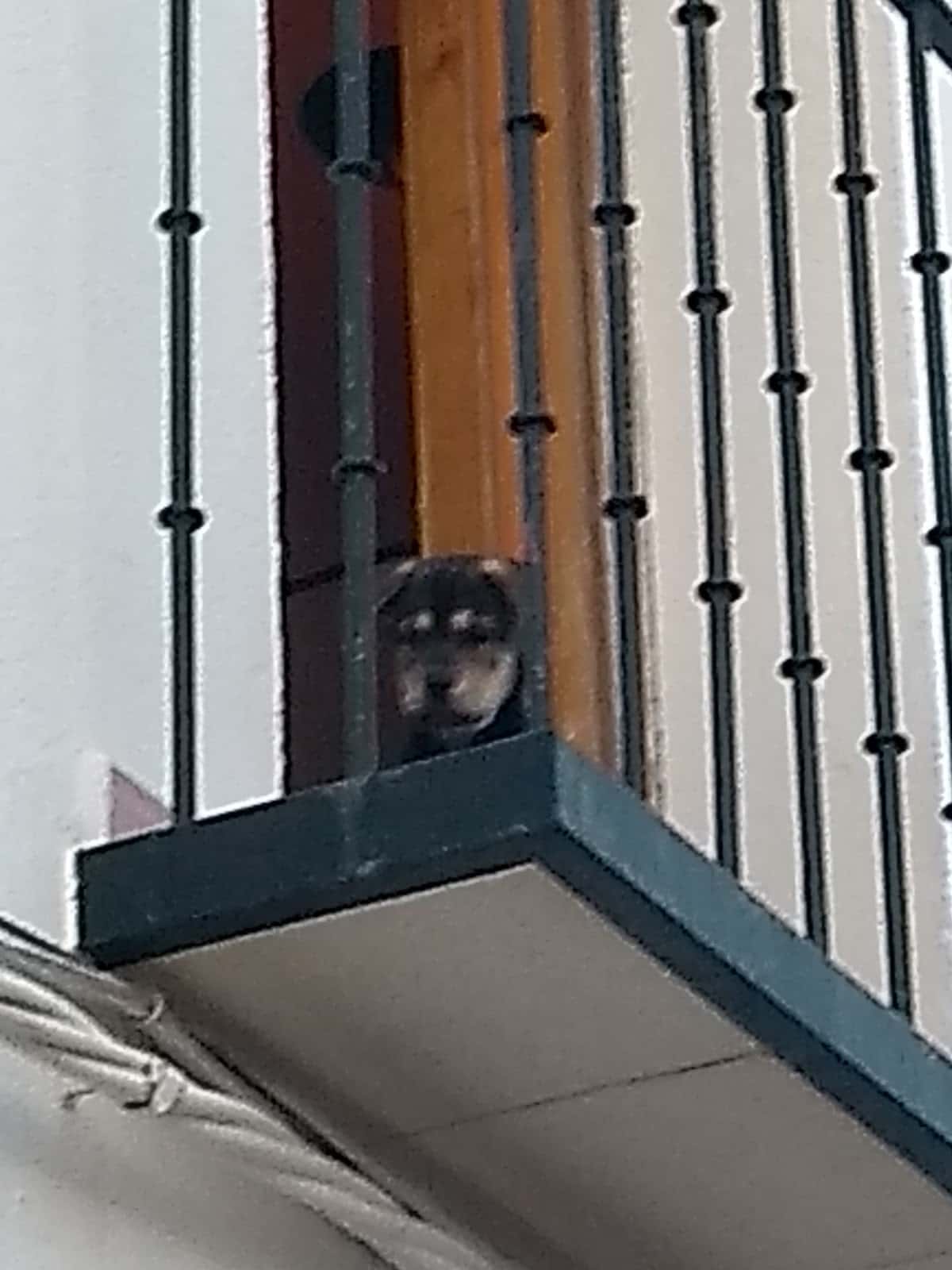 Clínica Veterinaria Almagro