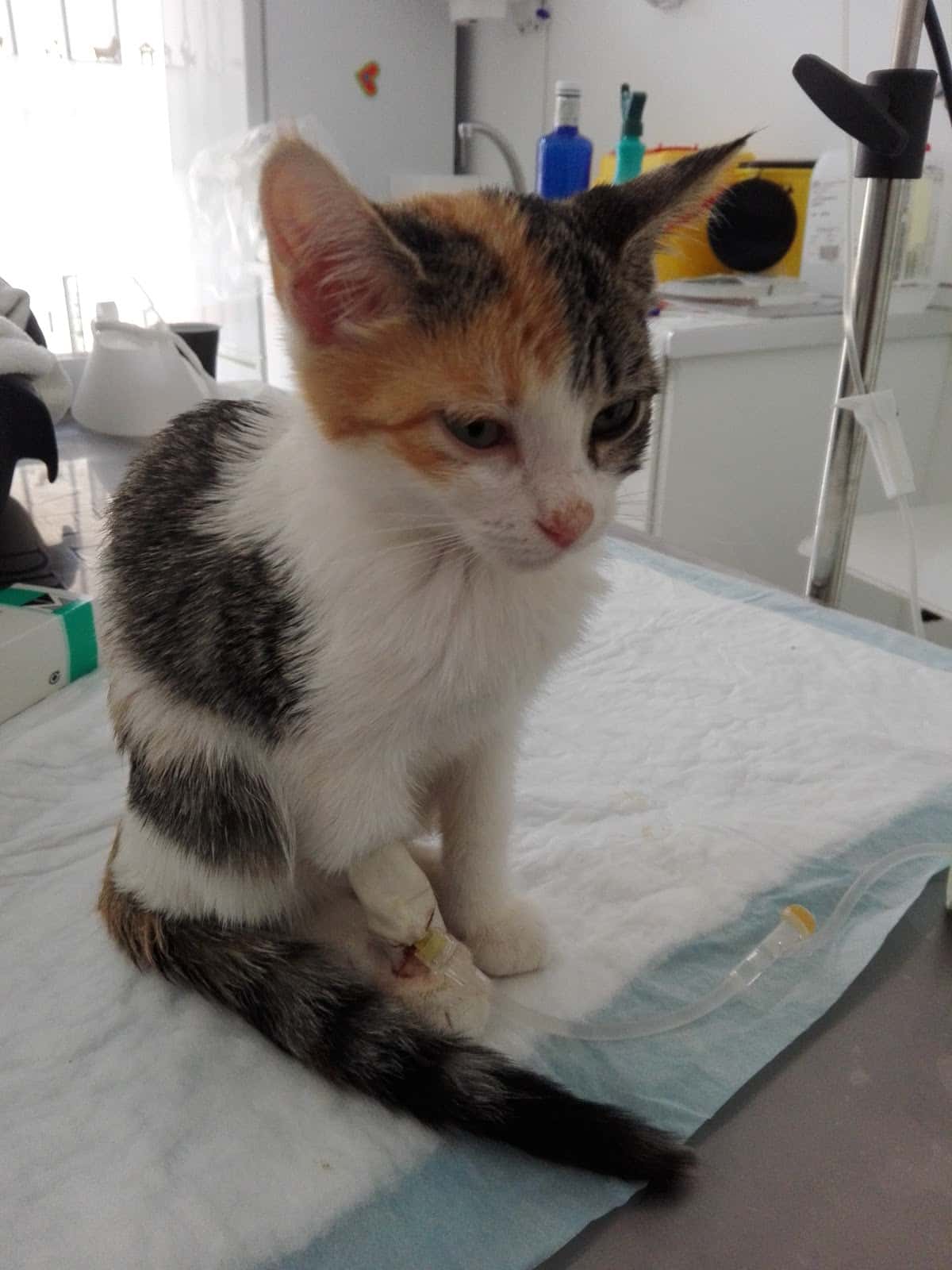 CENTRO VETERINARIO LA ESTRELLA-Daimiel