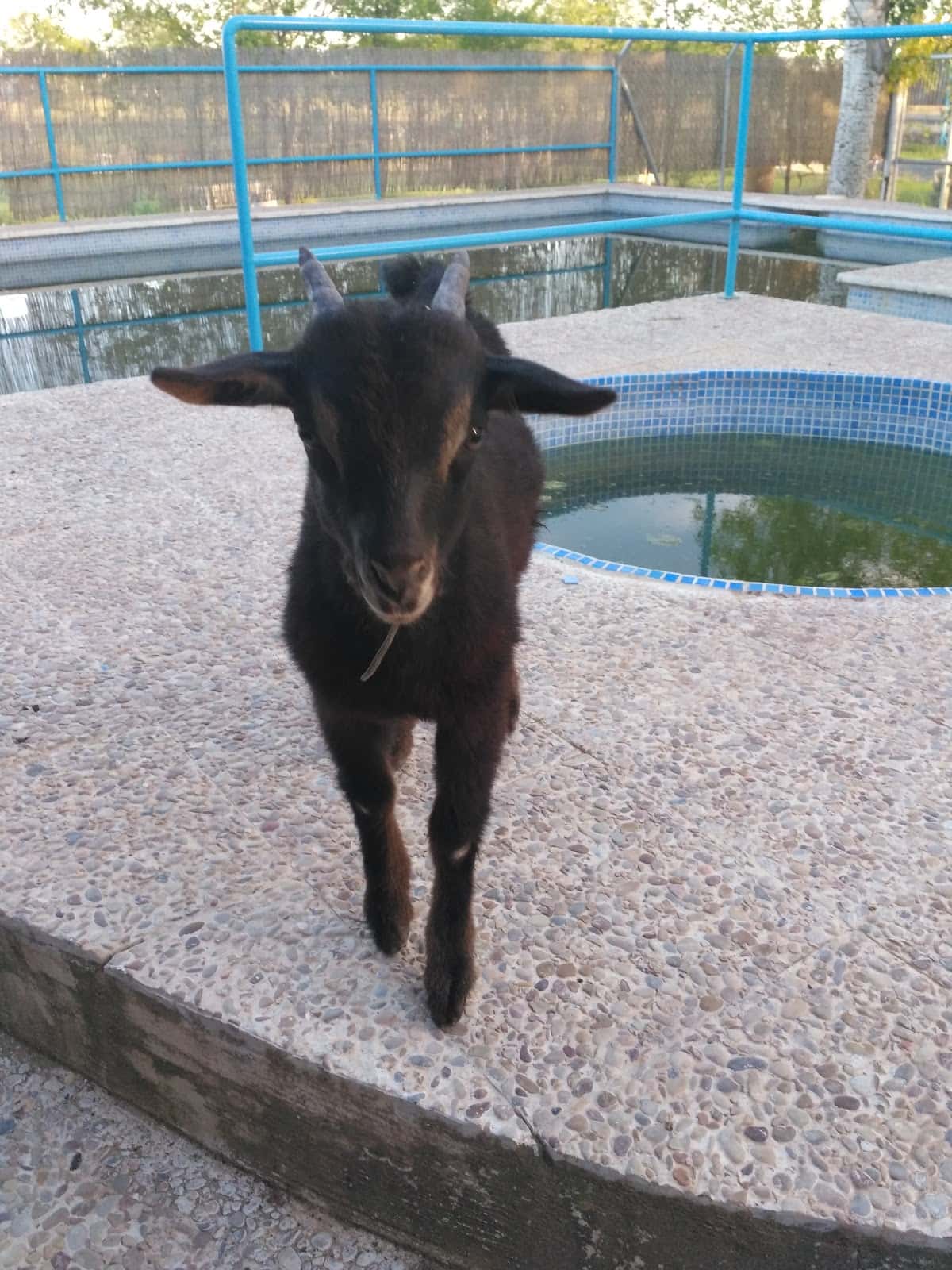CENTRO VETERINARIO LA ESTRELLA-Daimiel
