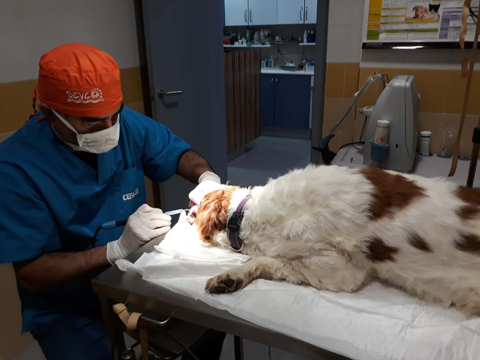 Clínica Veterinaria HERREROS