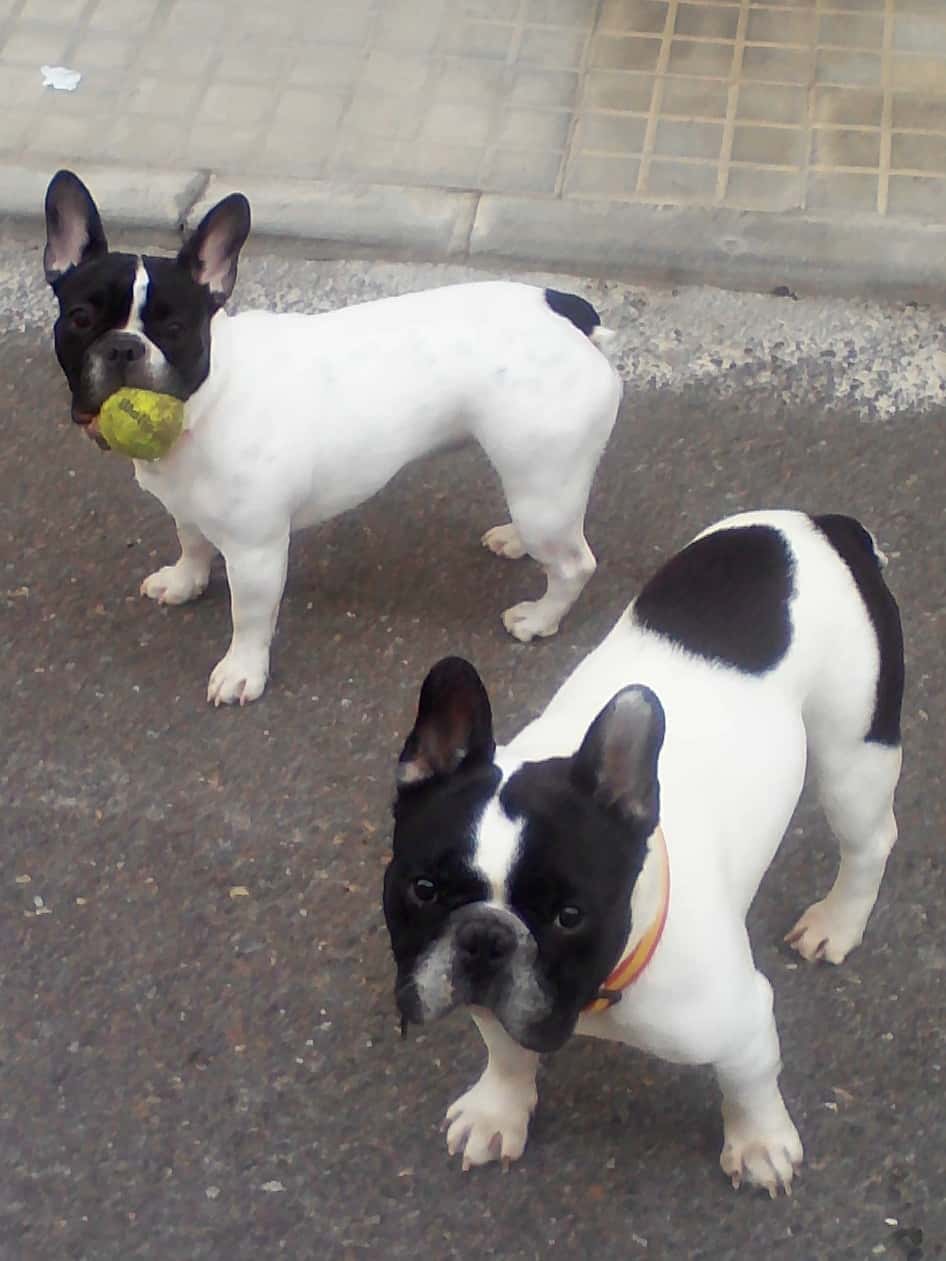 Clínica Veterinaria HERREROS