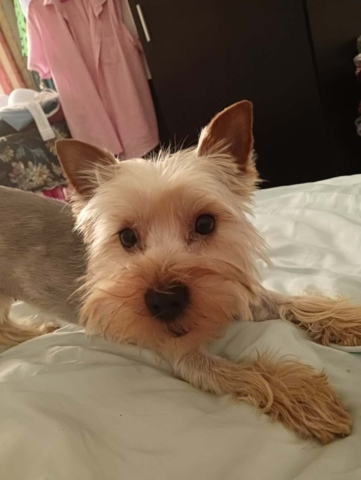 Clínica Veterinaria HERREROS