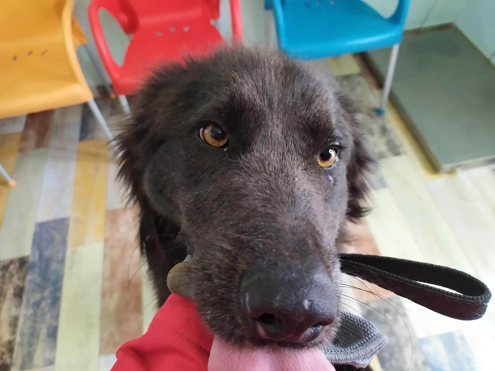 Clinica Veterinaria Jara