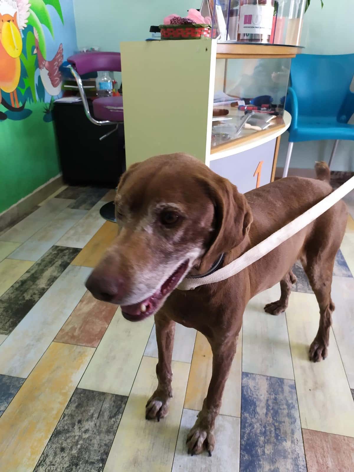 Clinica Veterinaria Jara