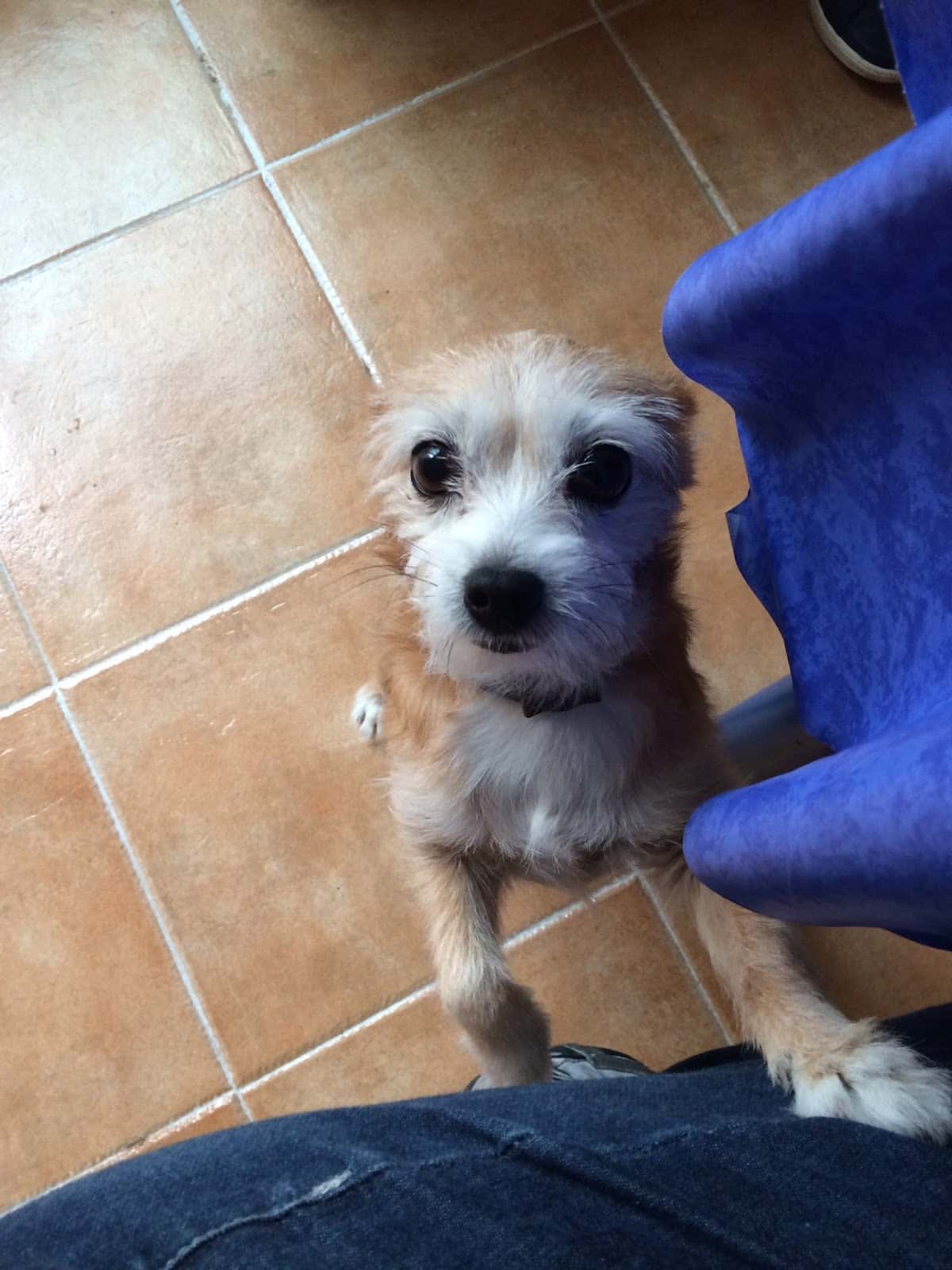 Clínica Veterinaria Gasset