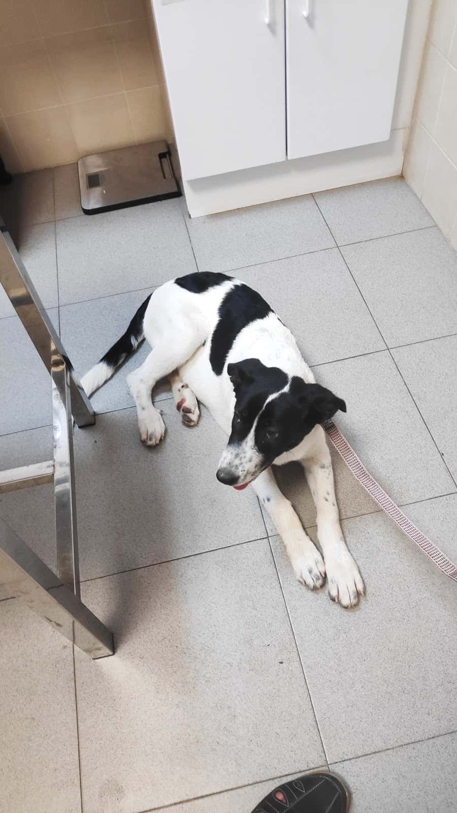 Centro Veterinario la Estrella