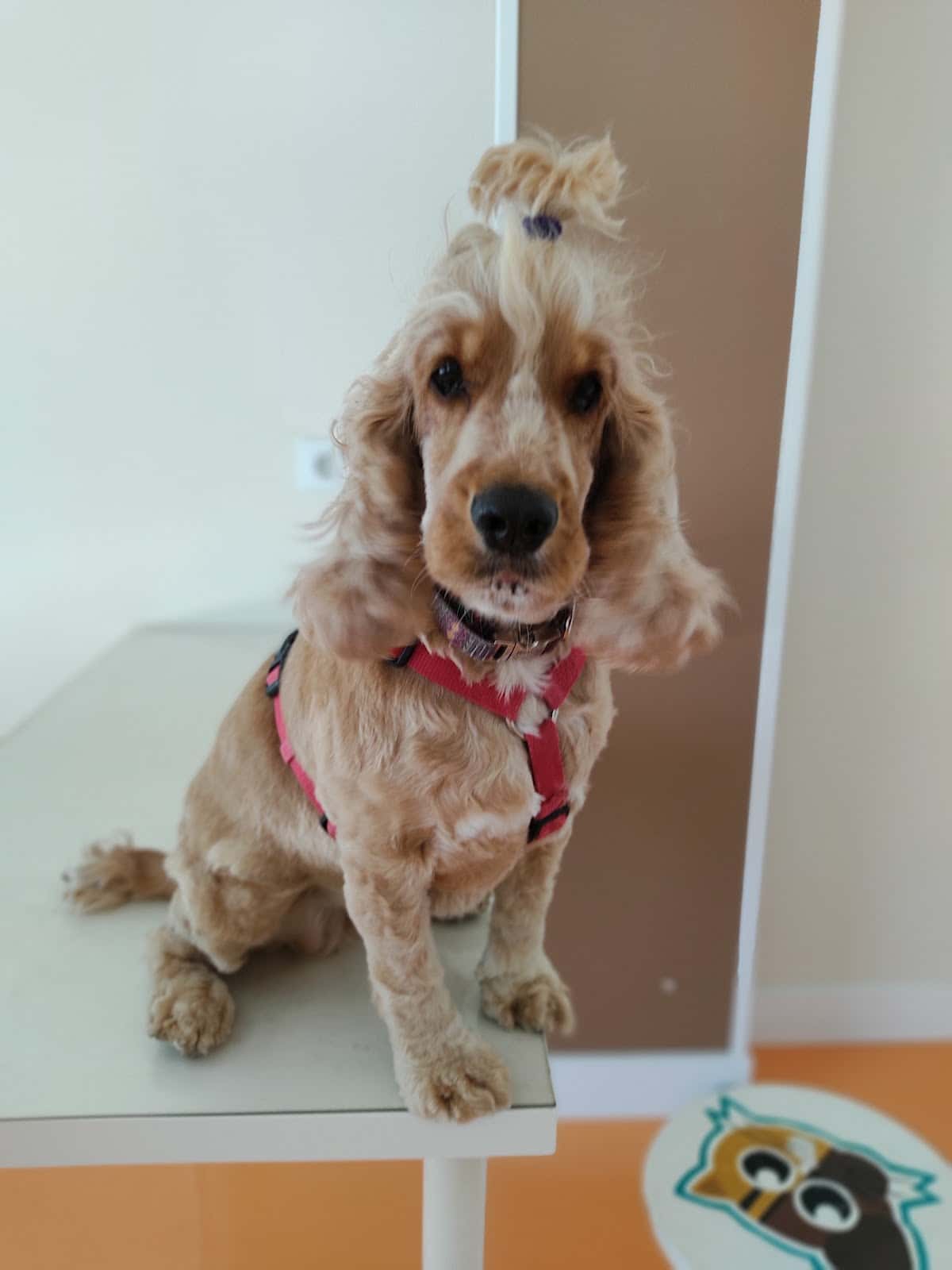 centro veterinario Surpett