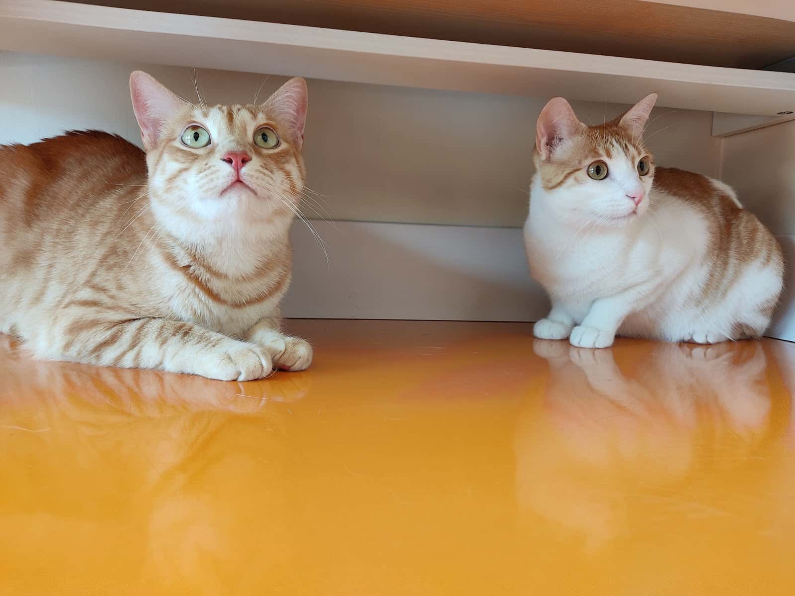 centro veterinario Surpett