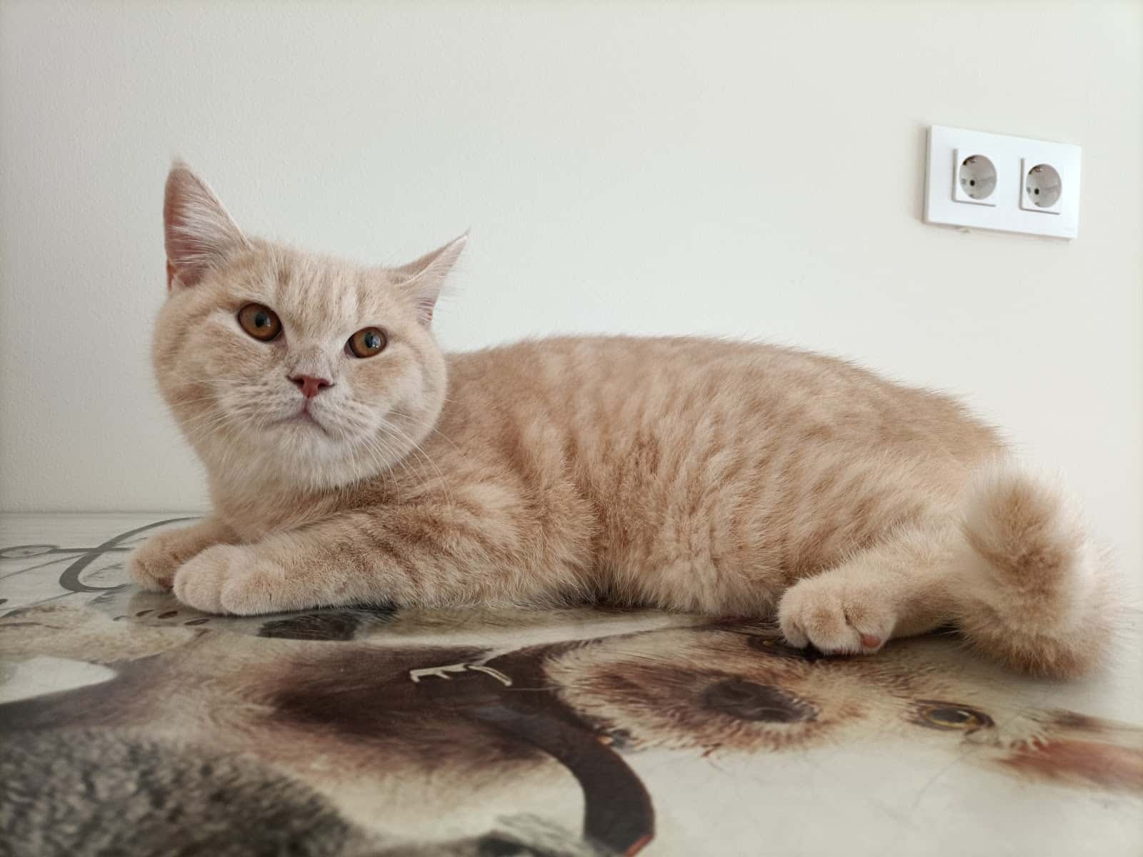 centro veterinario Surpett