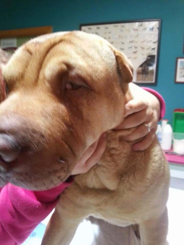 Clínica Veterinaria Mota
