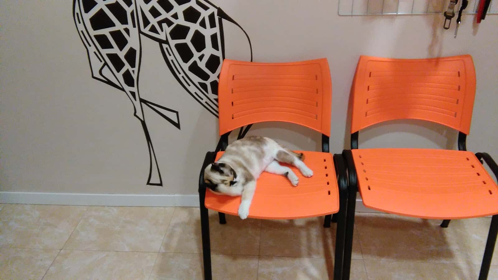 clinica veterinaria