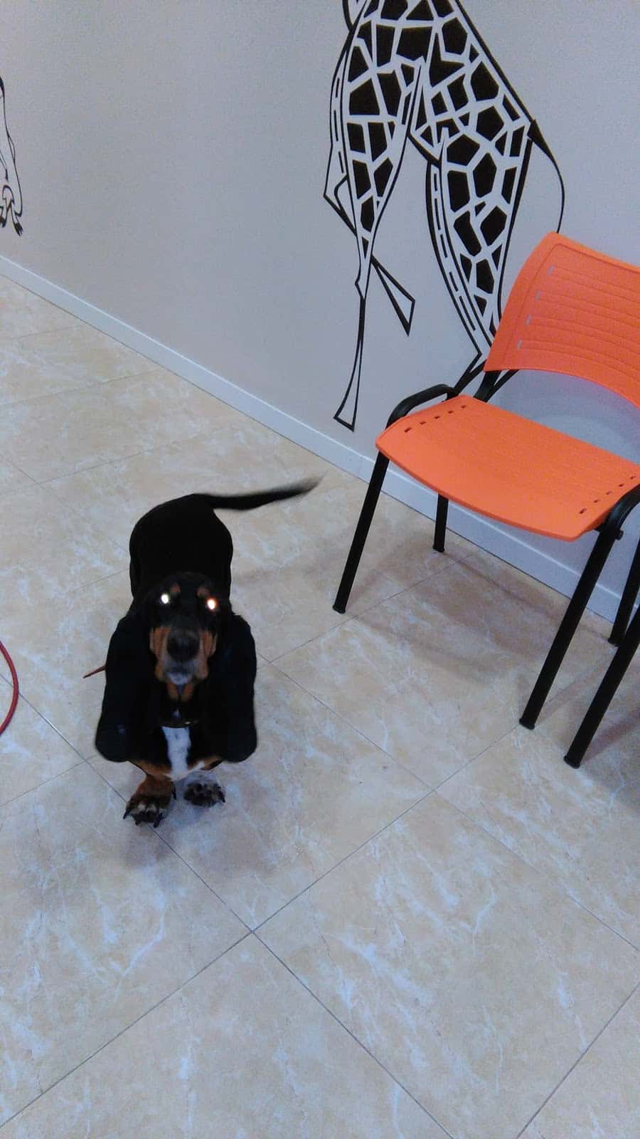clinica veterinaria