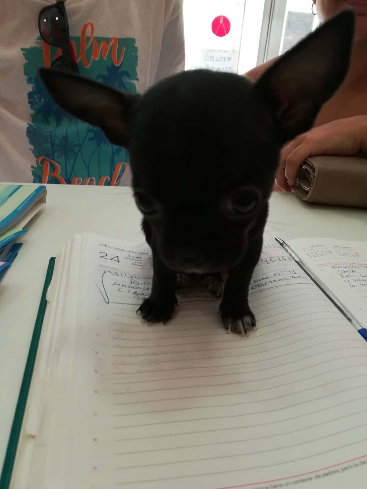 clinica veterinaria