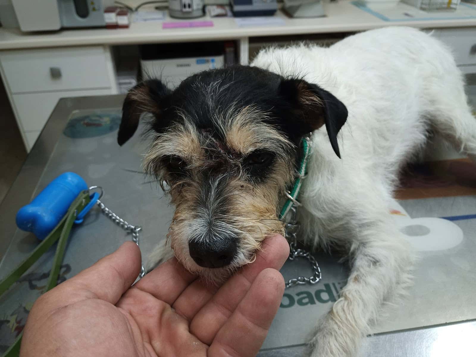 Clínica Veterinaria Deros