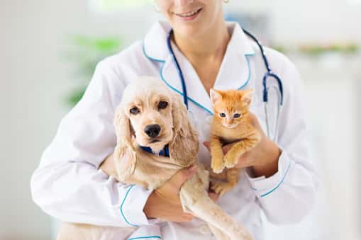 clinica veterinaria deros veterinario clinica en montilla en cordoba principalImage ADOPTA Sitios Pet Friendly