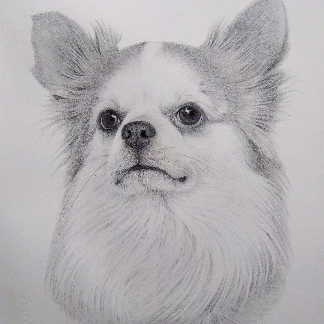 Centro Veterinario Doggos
