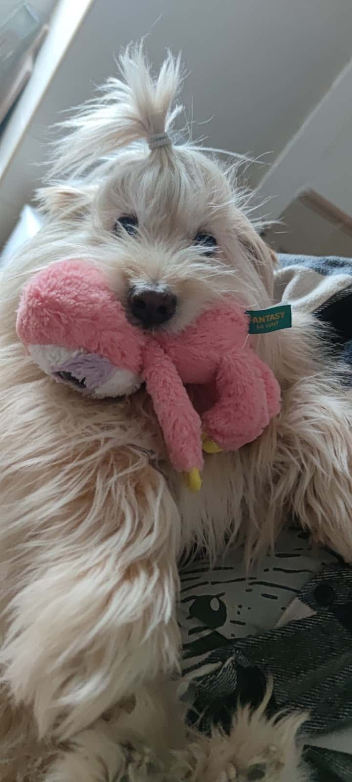 Centro Veterinario Doggos